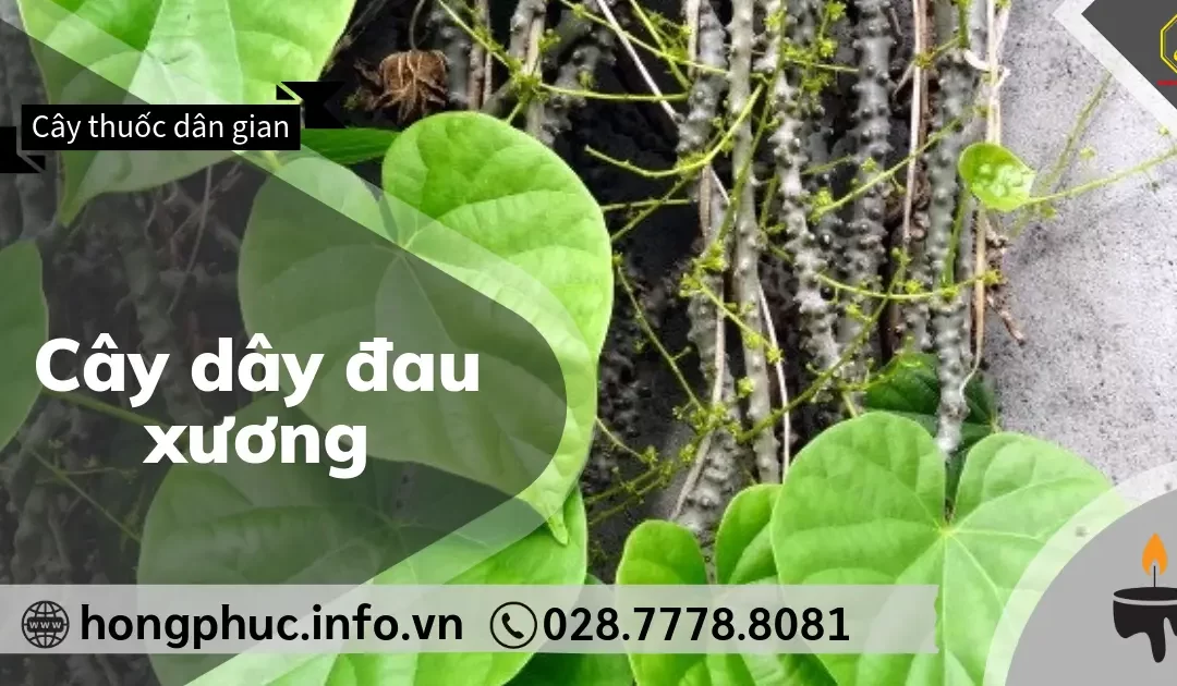 Cây Dây Đau Xương: “Thần Dược” Cho Người Bị Đau Nhức Xương Khớp