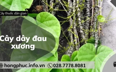 Cây Dây Đau Xương: “Thần Dược” Cho Người Bị Đau Nhức Xương Khớp