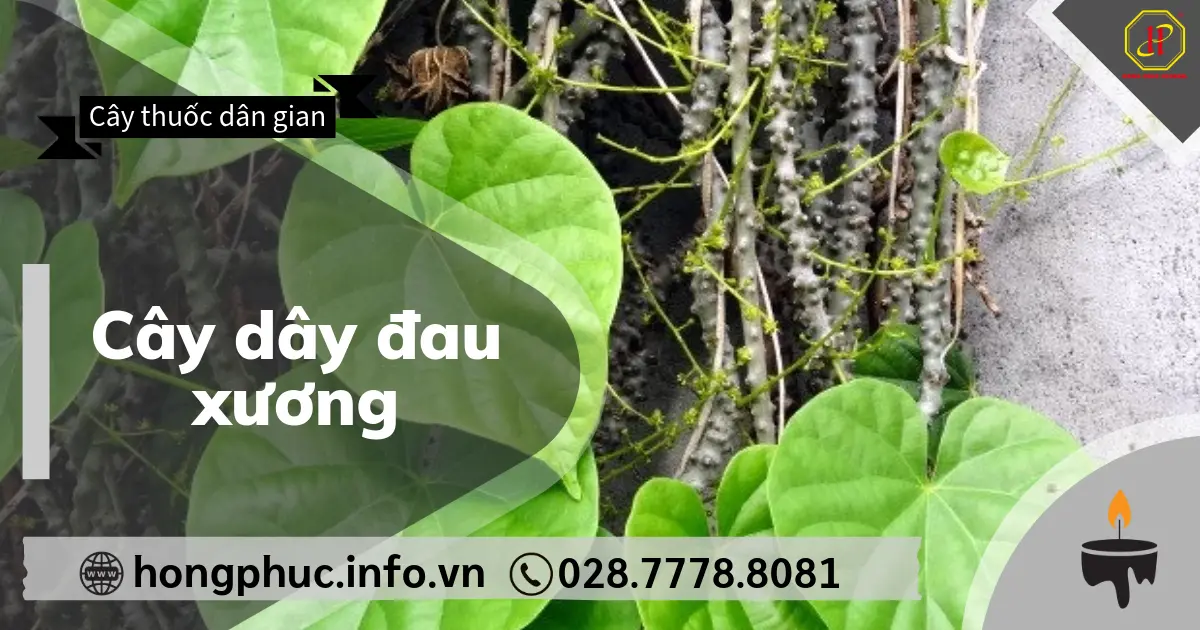 Cây dây đau xương