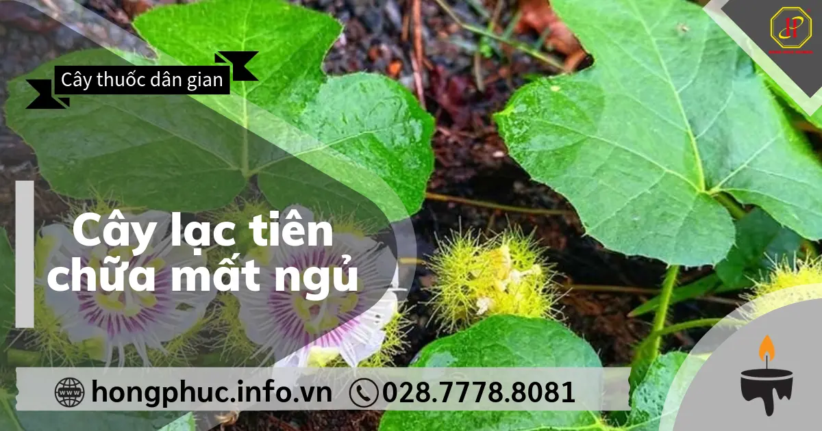 Cây lạc tiên chữa mất ngủ