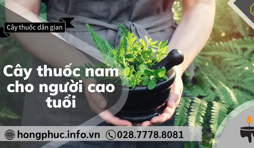 Cây Thuốc Nam Cho Người Cao Tuổi