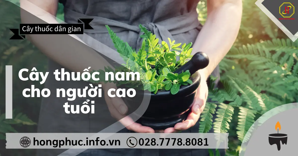 Cây thuốc nam cho người cao tuổi