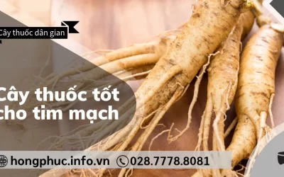 Top 10+ Cây Thuốc Tốt Cho Tim Mạch Và Huyết Áp Người Già