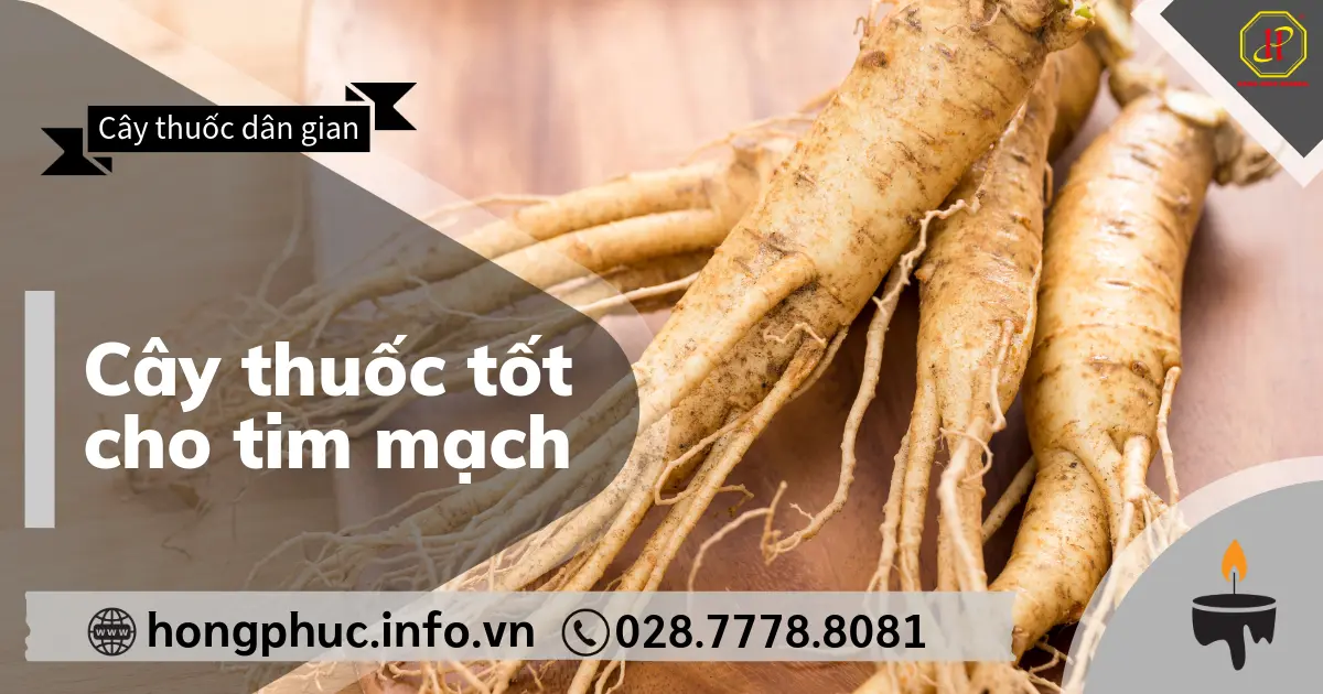 Cây thuốc tốt cho tim mạch