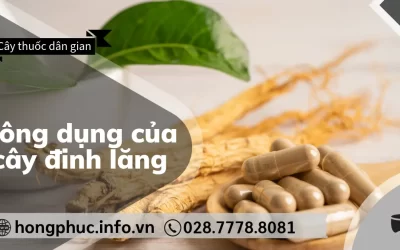 Công Dụng Của Cây Đinh Lăng: “Nhân Sâm” Cho Trí Nhớ Người Già