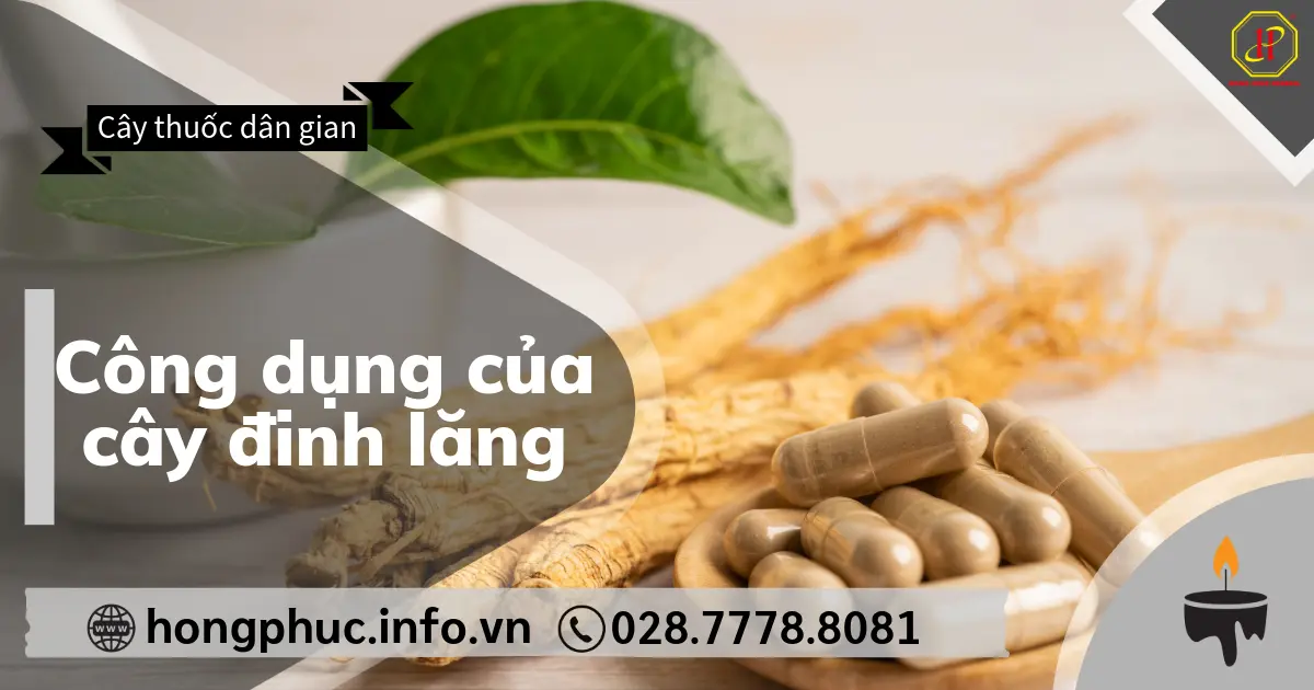 Công dụng của cây đinh lăng