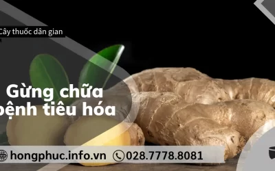 Gừng Chữa Bệnh Tiêu Hóa: Công Dụng Và Cách Dùng Hiệu Quả Nhất