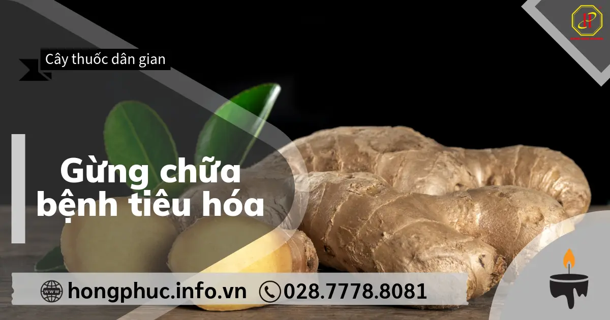 Gừng chữa bệnh tiêu hóa