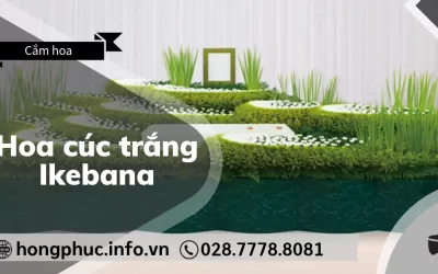 Hoa Cúc Trắng Ikebana: Biểu Tượng Tối Cao Của Sự Tôn Kính
