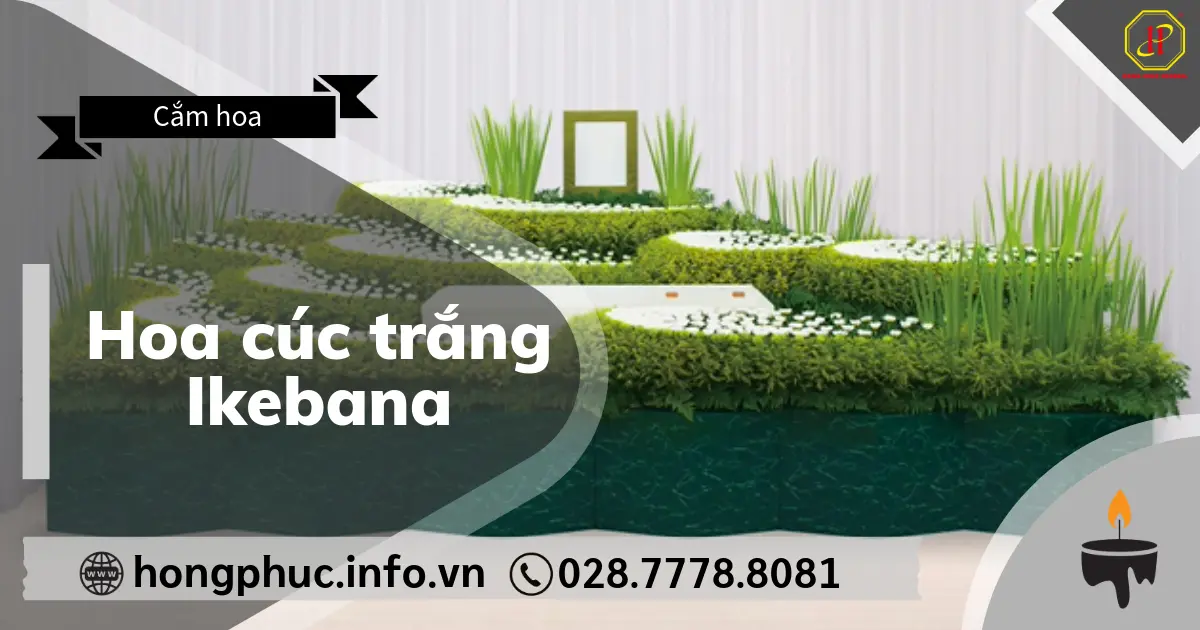 Hoa cúc trắng Ikebana
