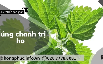 Húng Chanh Trị Ho: 3 Bài Thuốc Dân Gian Hiệu Quả Cho Người Già