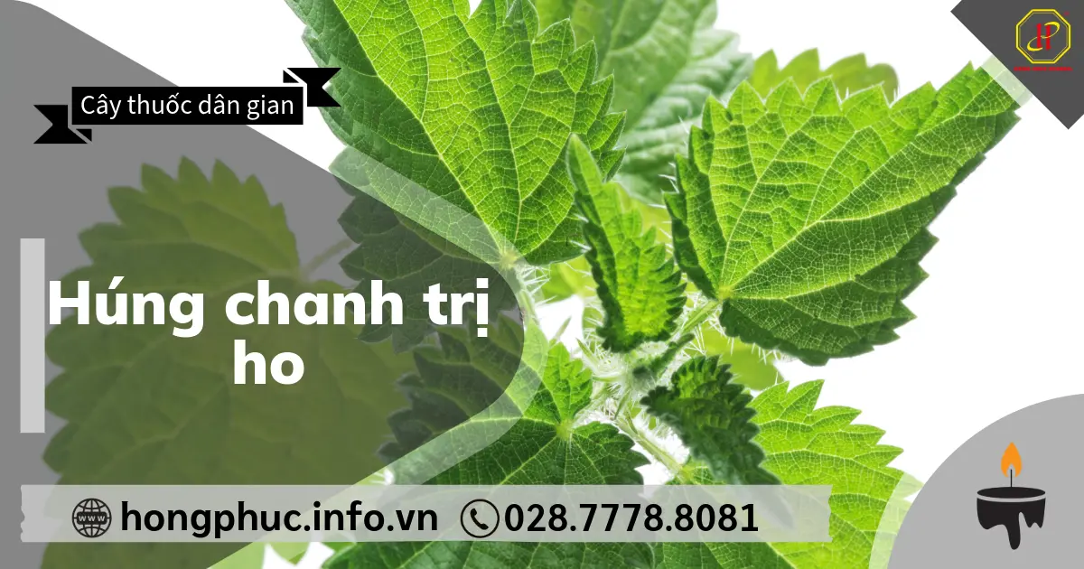 Húng chanh trị ho