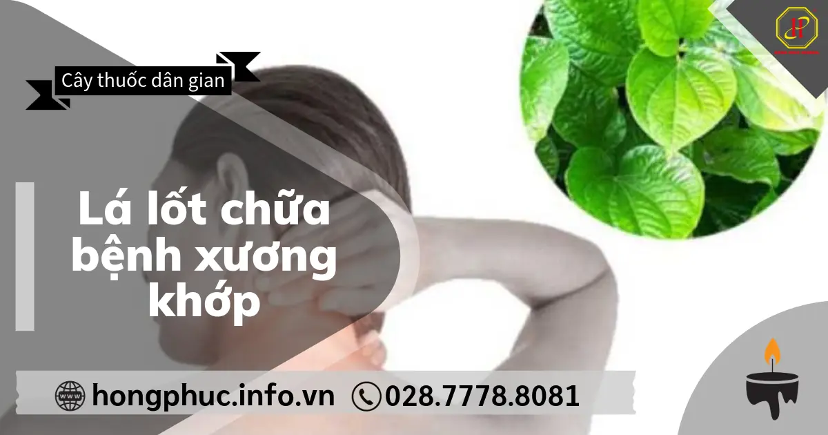Lá lốt chữa bệnh xương khớp